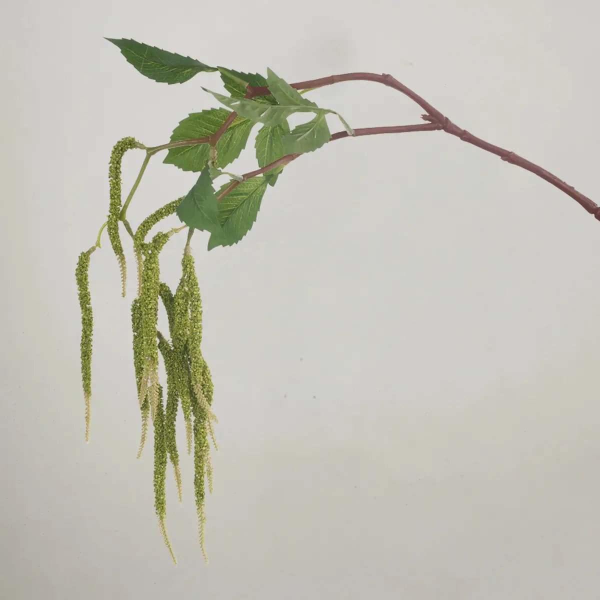 Amaranthus Spray - Green 88Cm 1