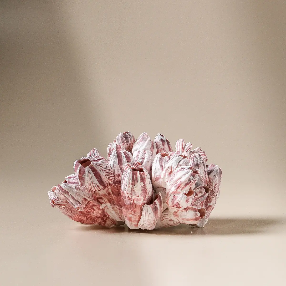 Barnacle - Small 1