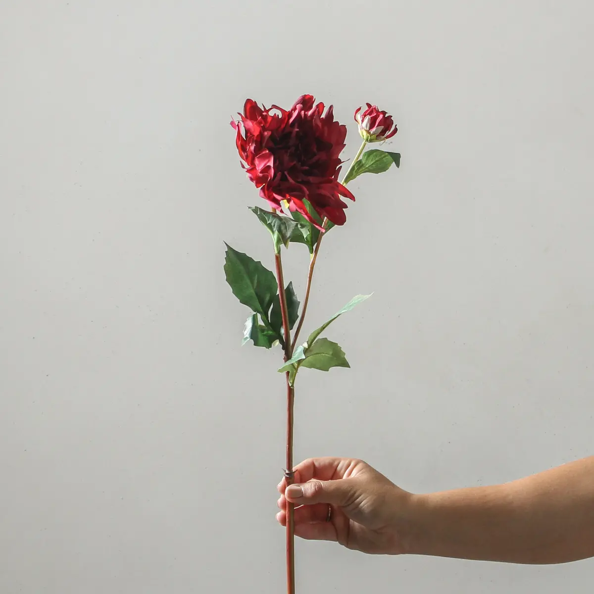 Dahlia 71Cm Burgundy 1