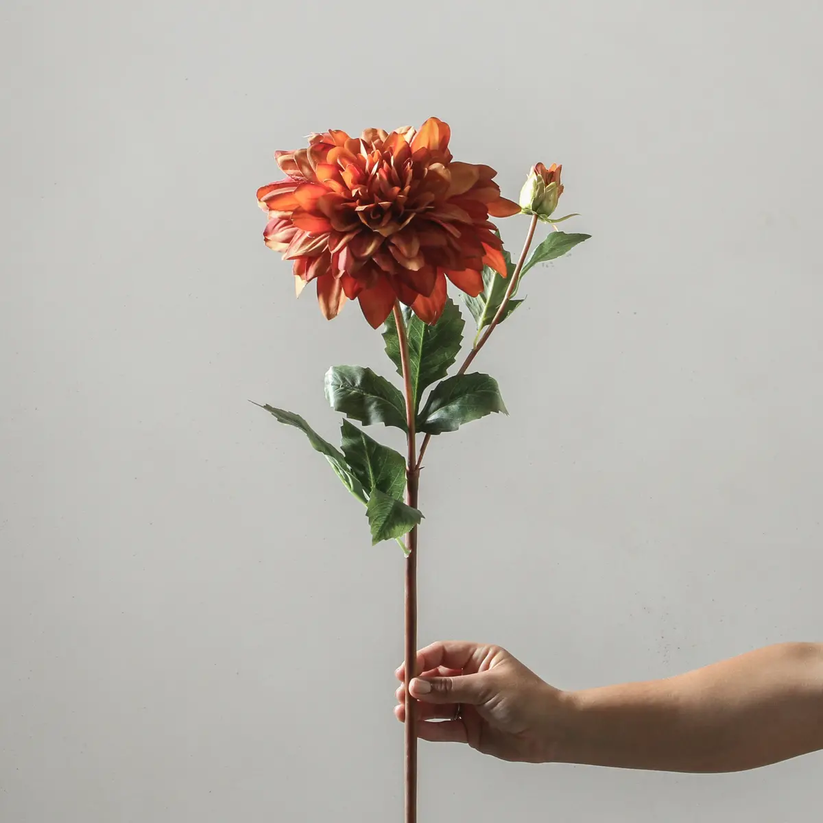 Dahlia 90Cm Orange 1