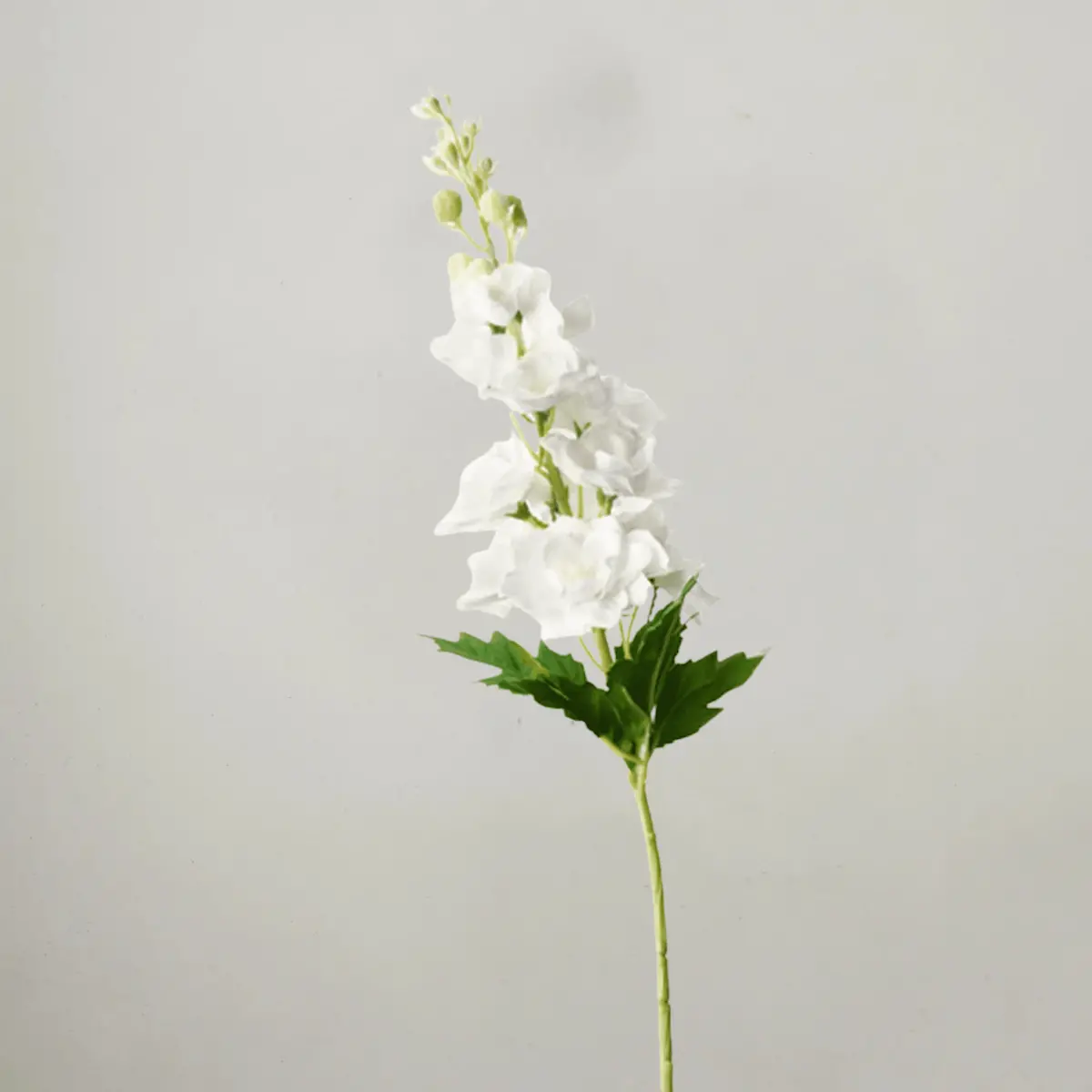 Delphinium 72Cm Sp - White 1