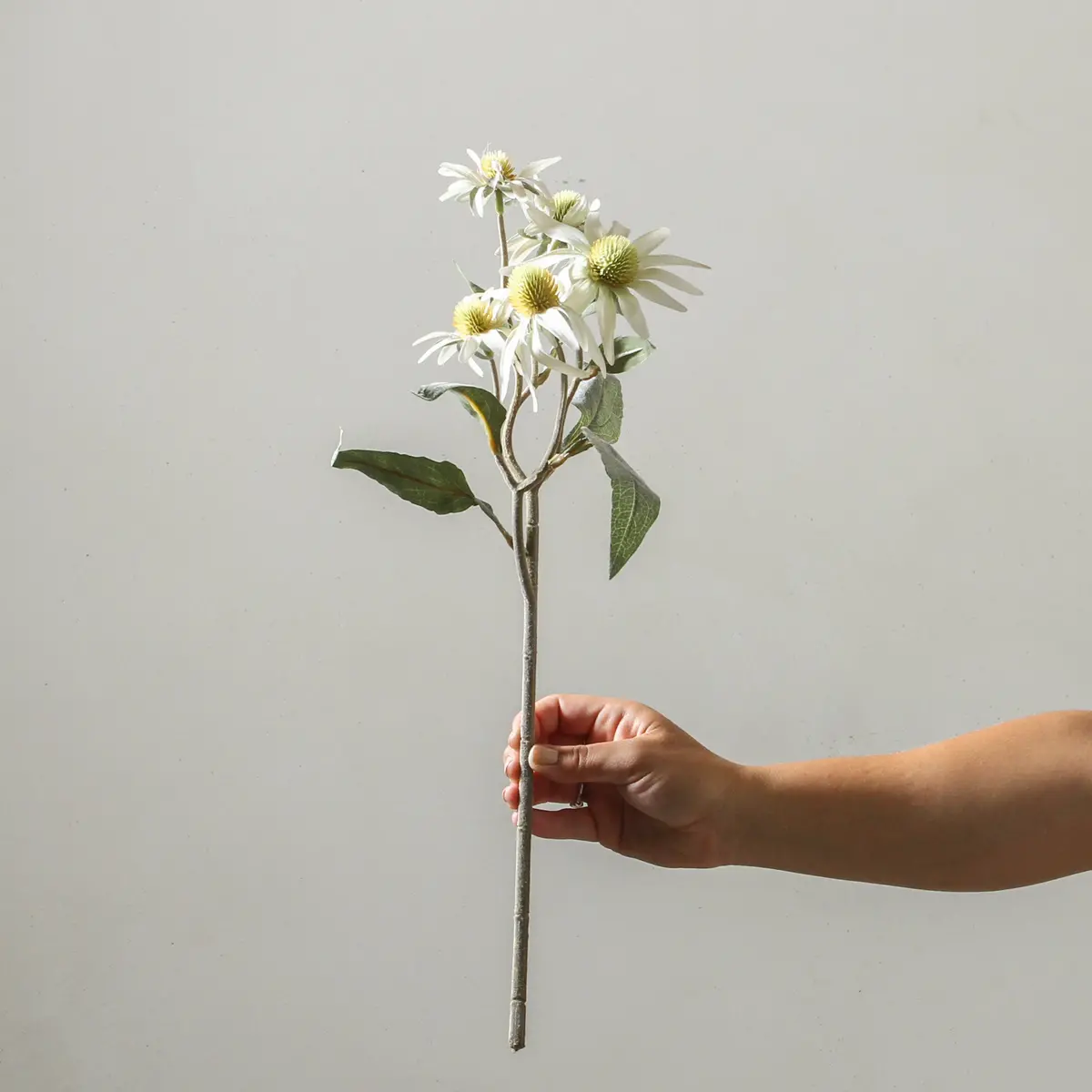 Echinacea Purpurea 50Cm White 1