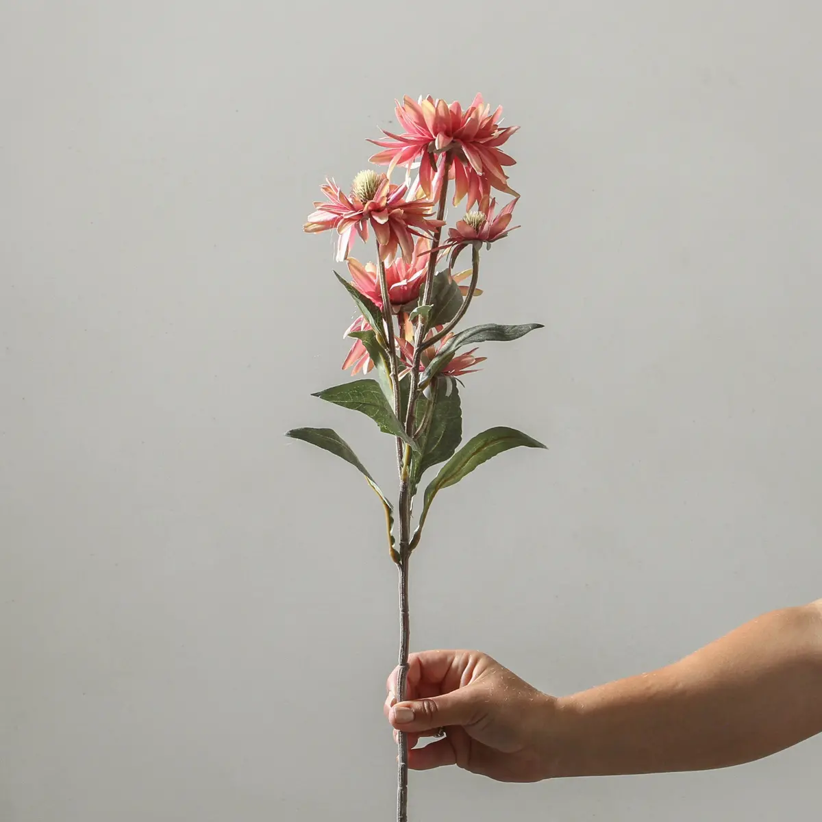 Echinacea Purpurea 73Cm Pink 1