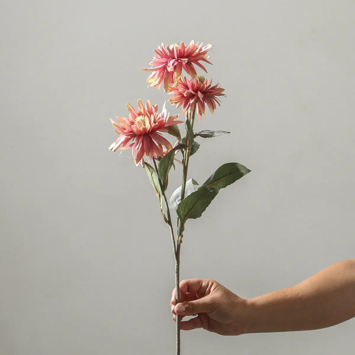 Echinacea Purpurea 73Cm Pink 2