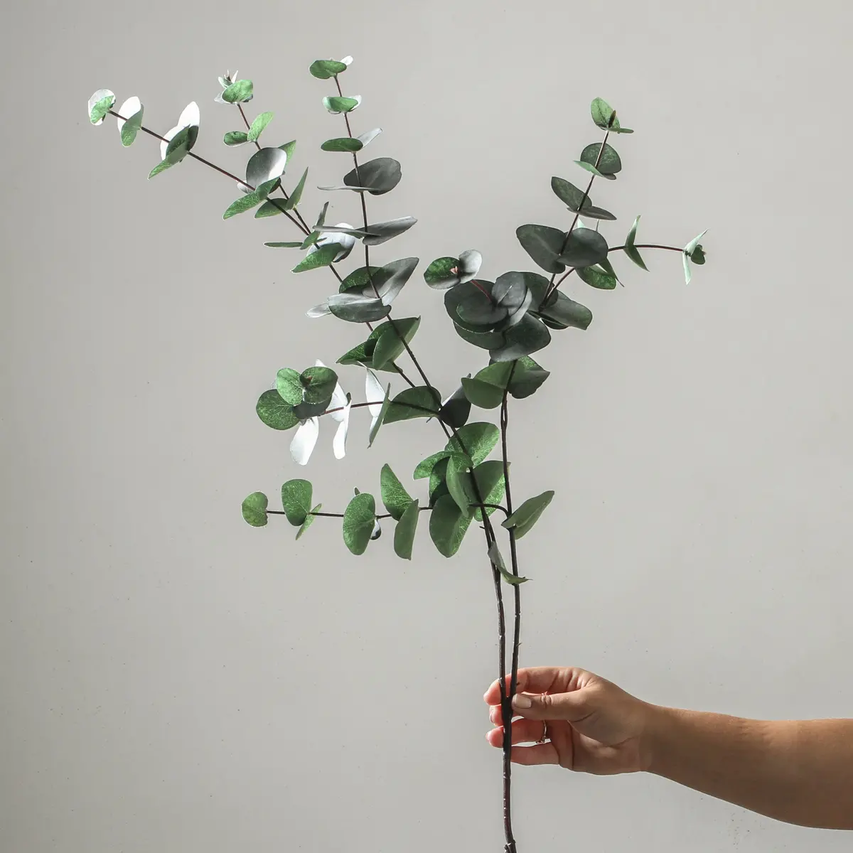 Eucalyptus Silver Dollar - Dark Green 101Cm 1