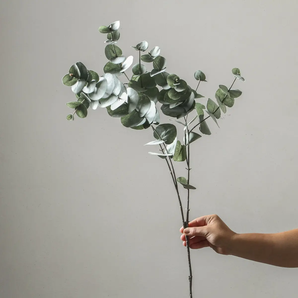 Eucalyptus Silver Dollar - Forest Green 101Cm 1