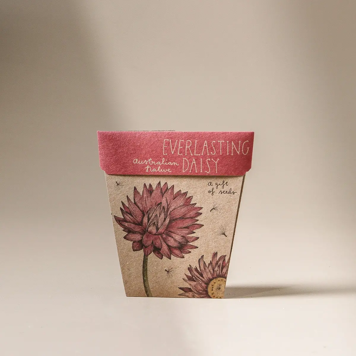 Everlasting Daisy Gift Of Seeds 1