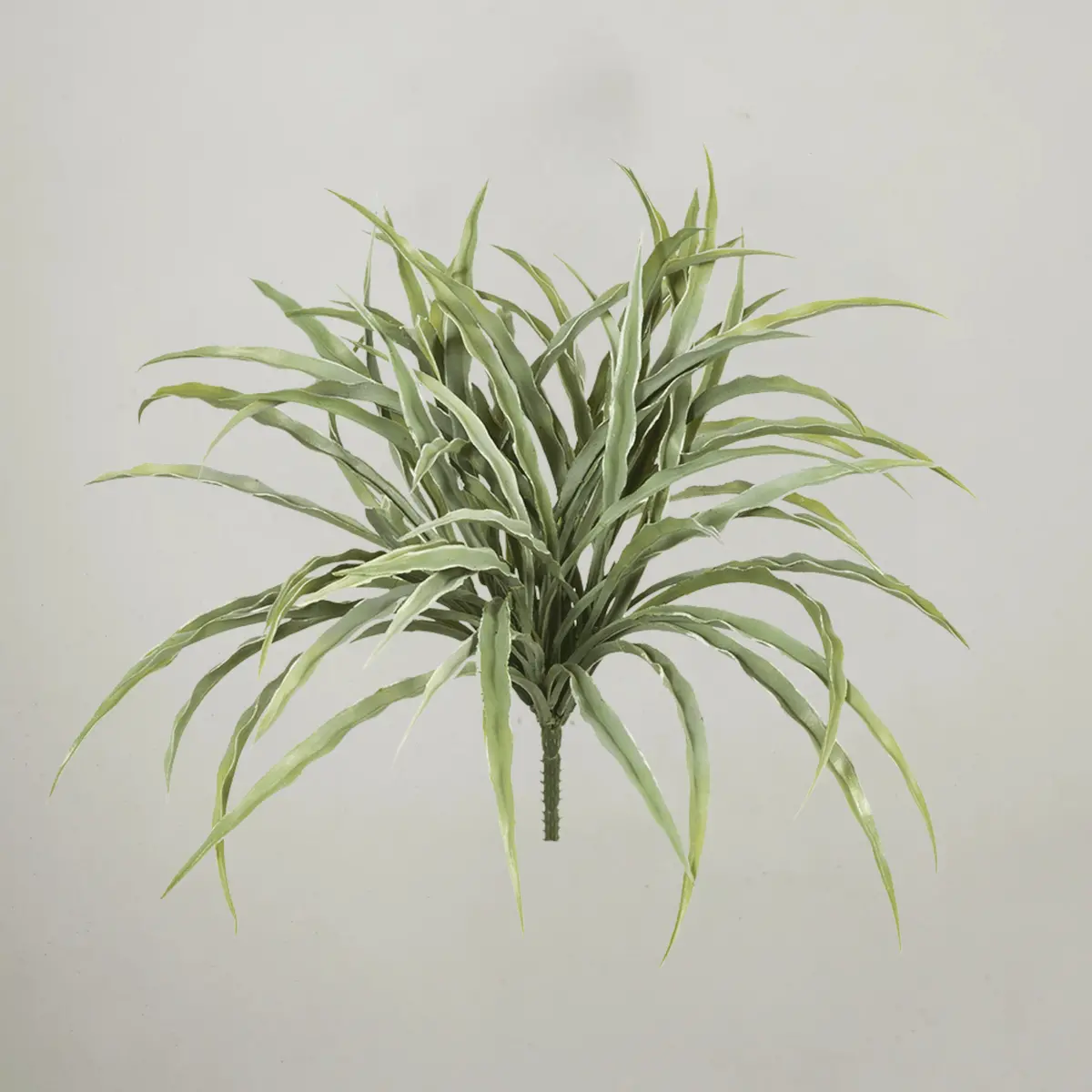 Grass Vanilla Bush Grey Green 30Cm 1