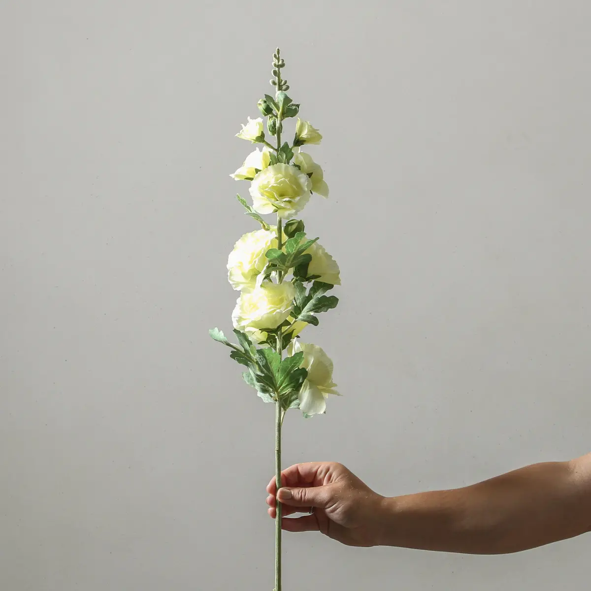 Hollyhock 91Cm Cream 1