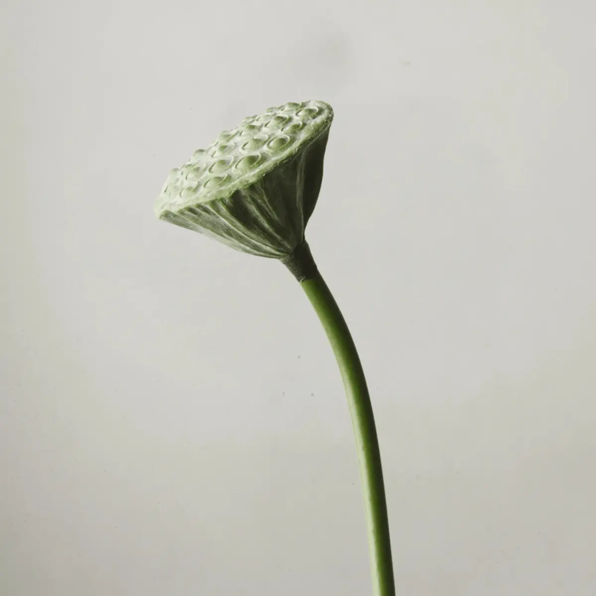 Lotus Pod - Green 62X8cmd 1