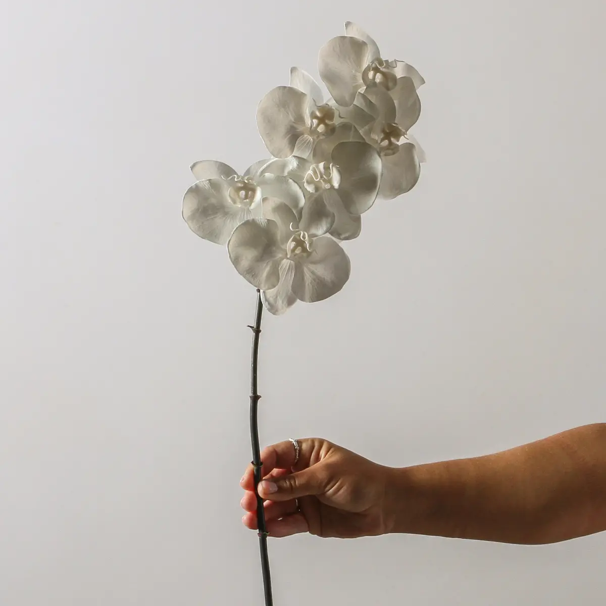 Orchid Phalaenopsis Infused X 6 - Winter White 86Cm 1