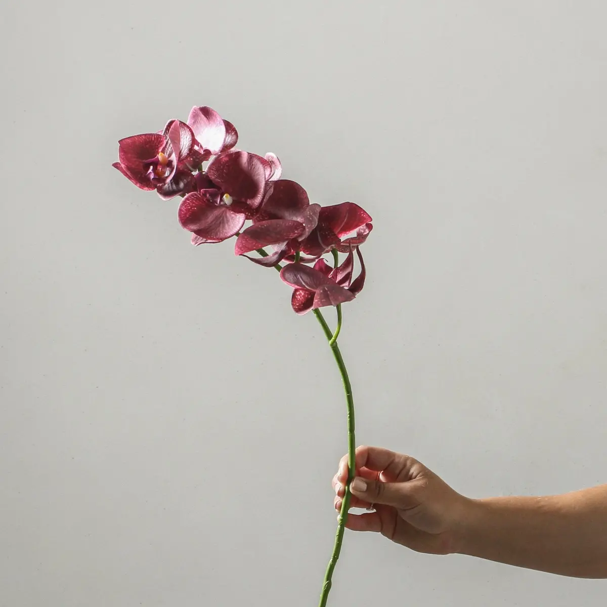 Orchid Phalaenopsis Spray - Burgundy 92Cm 1