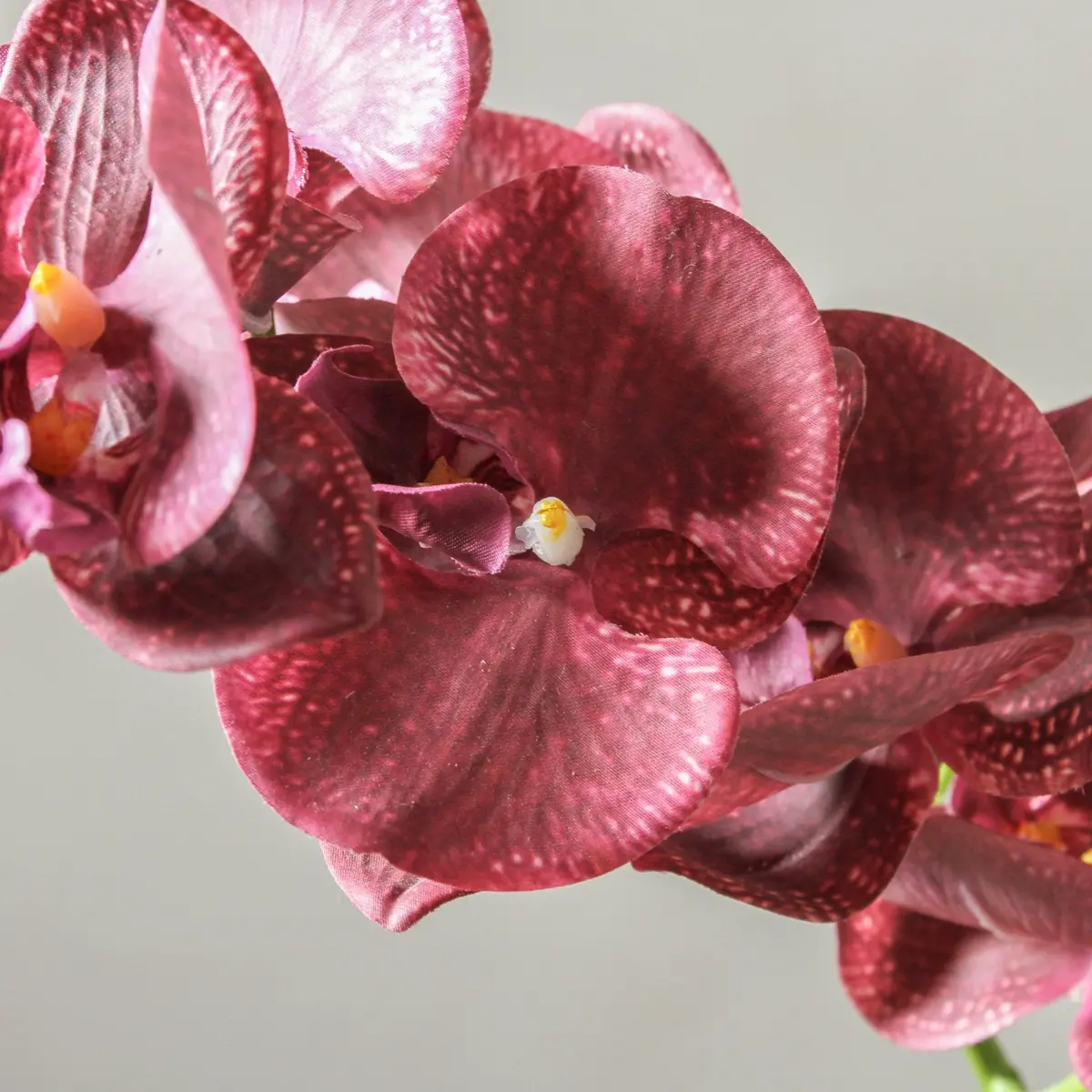 Orchid Phalaenopsis Spray - Burgundy 92Cm 2