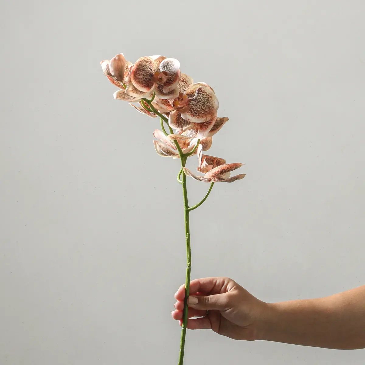 Orchid Phalaenopsis Spray - Toffee 92Cm 1