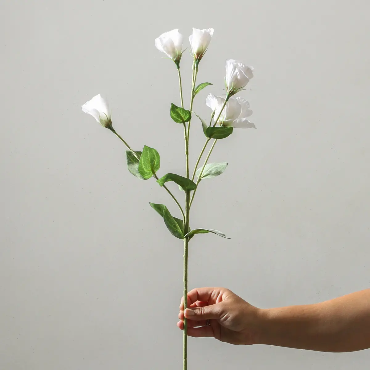 Platycodon Grandiflorum 76Cm White 1
