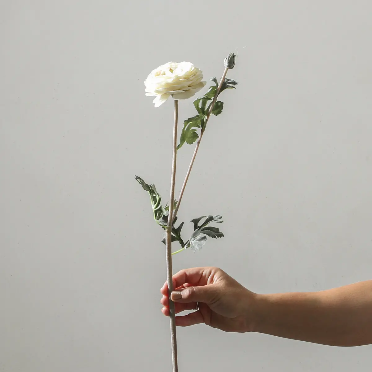 Ranunculus 68Cm White 1