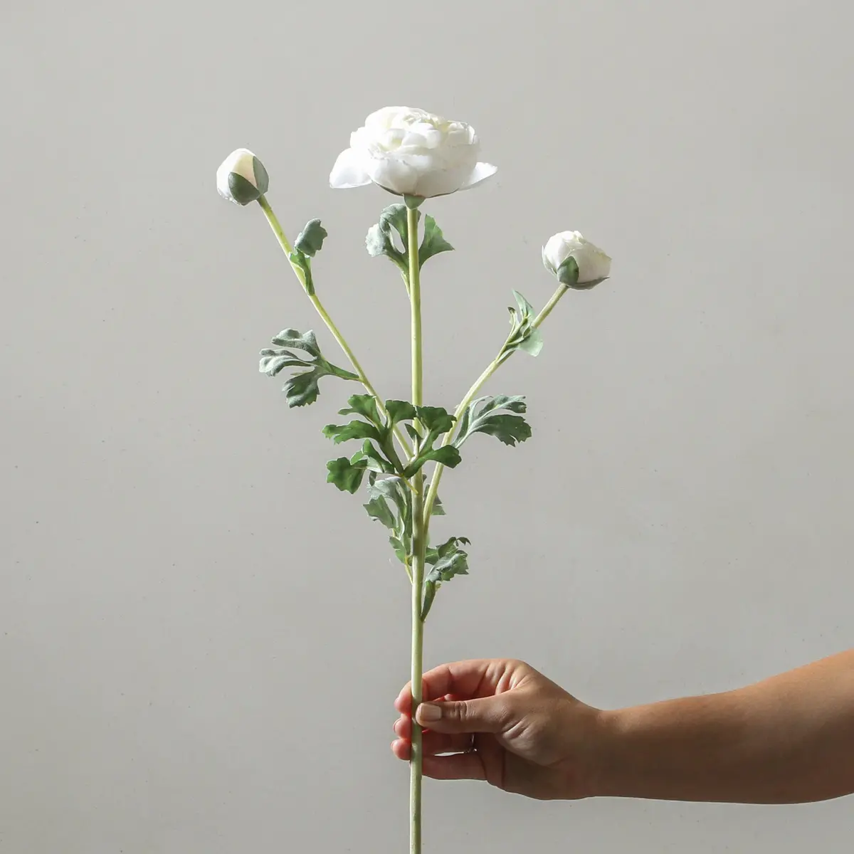 Ranunculus 73Cm Cream 1