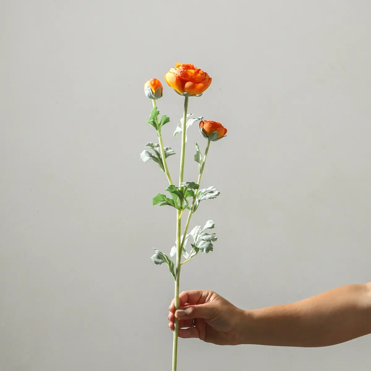 Ranunculus 73Cm Orange 1