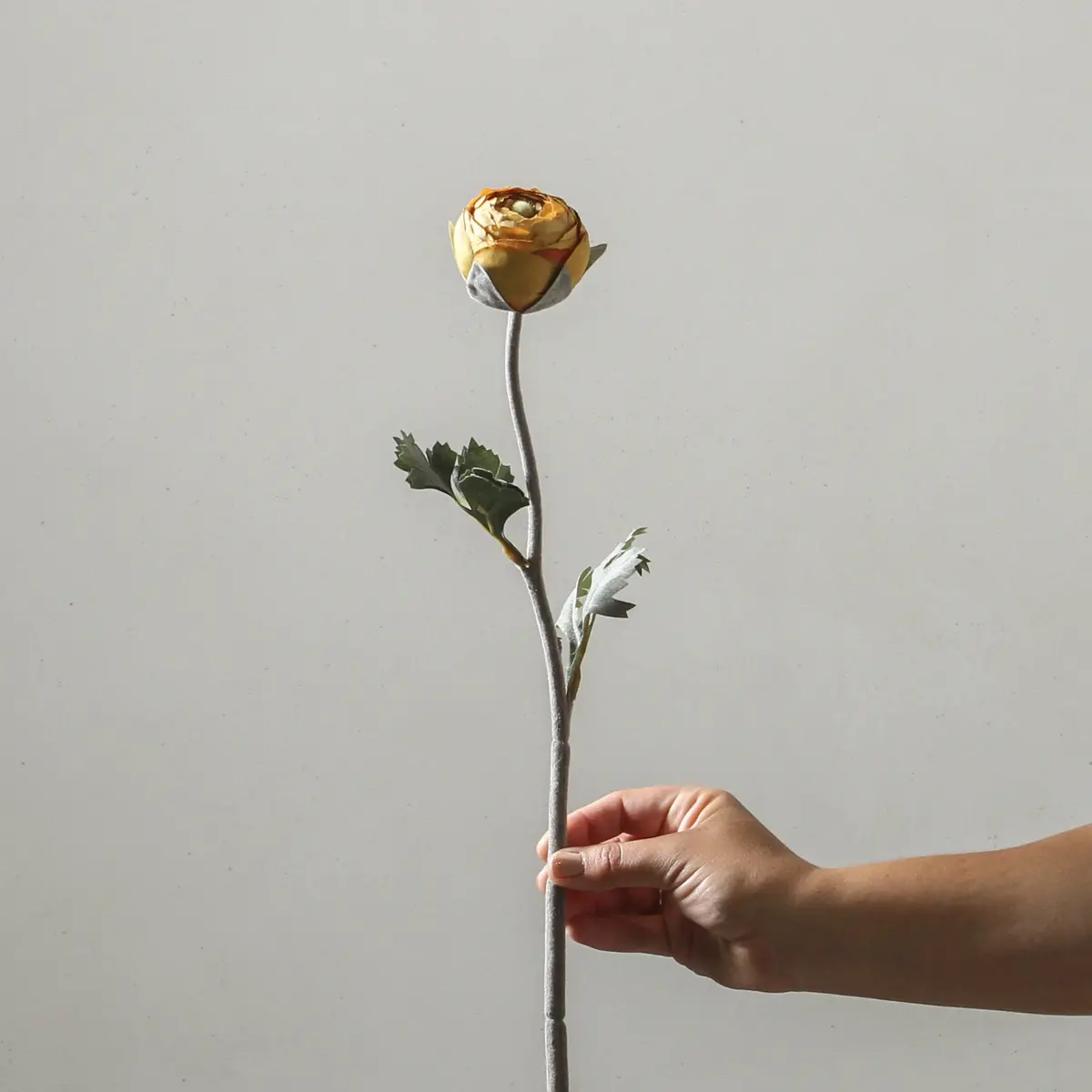 Ranunculus Asiaticus 50Cm Yellow 1