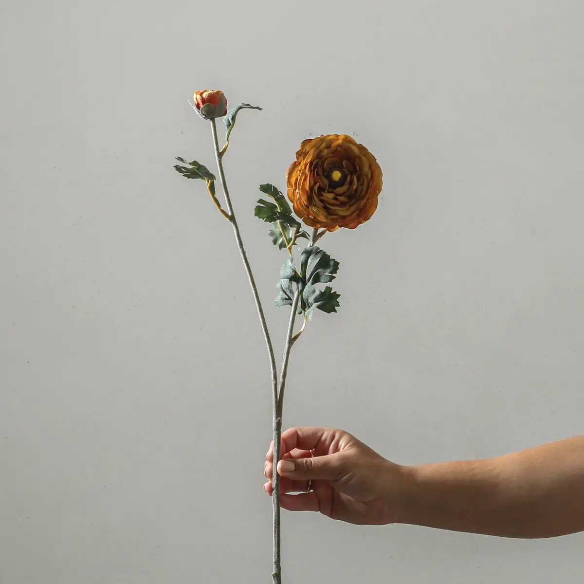 Ranunculus Asiaticus 72Cm Yellow 1