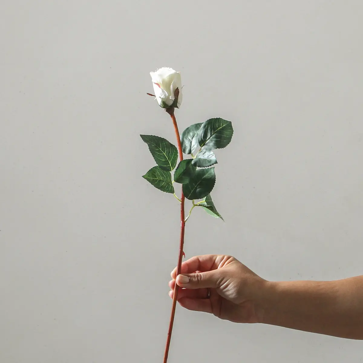 Rose 51Cm White 1