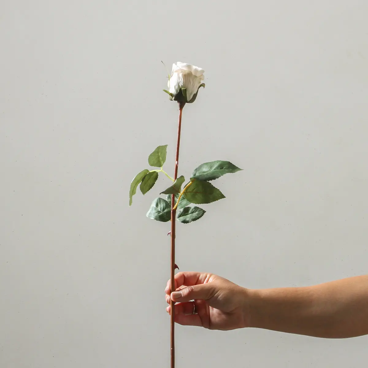 Rose 60Cm White 1