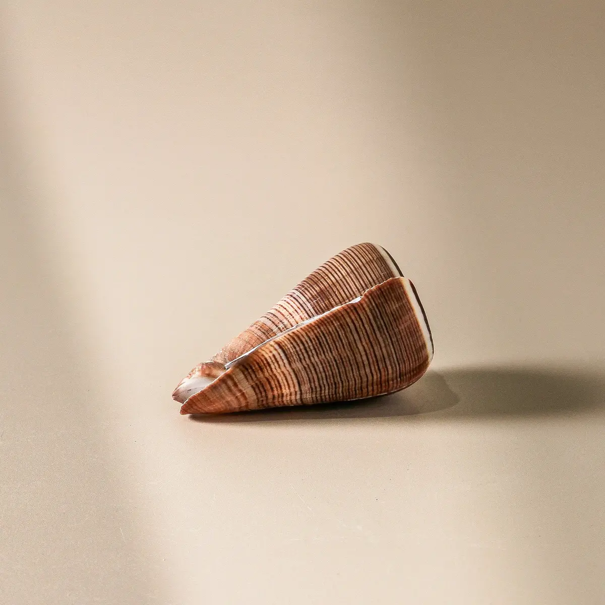 Shell - Conus Figulinus 8Cm 1