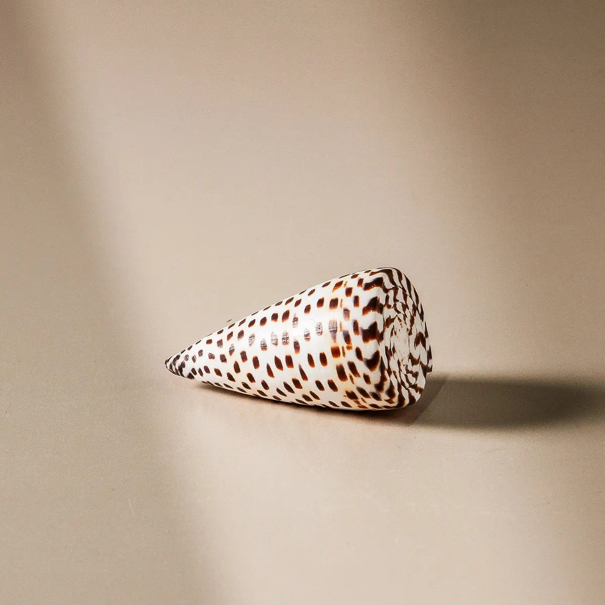Shell - Conus Literatus 8Cm 1