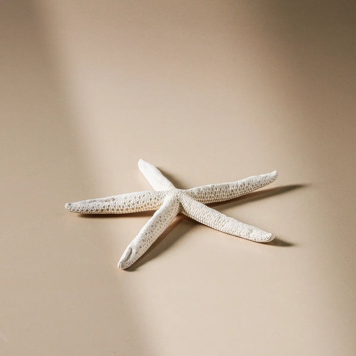 Shell - Finger Starfish - 20Cm 1