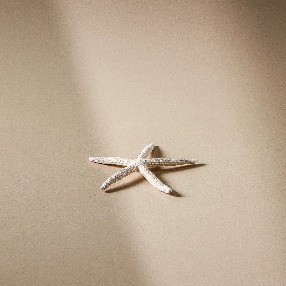 Shell - Finger Starfish - 8Cm 1