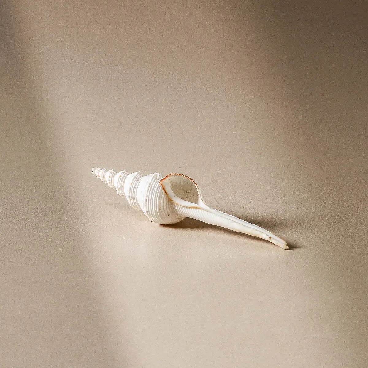 Shell - Fusos Calus 10Cm 1