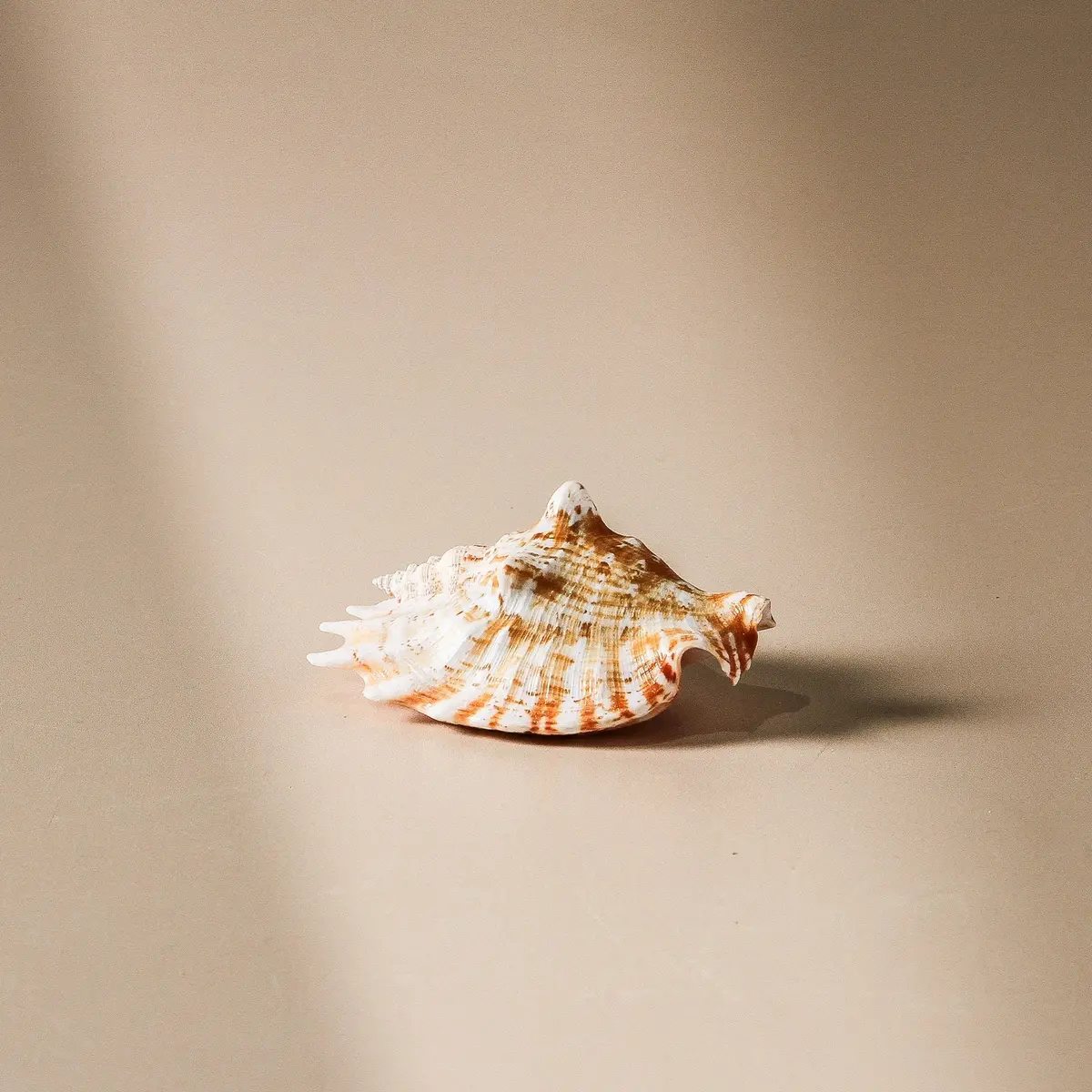 Shell - Lacinate Conch 7Cm 1