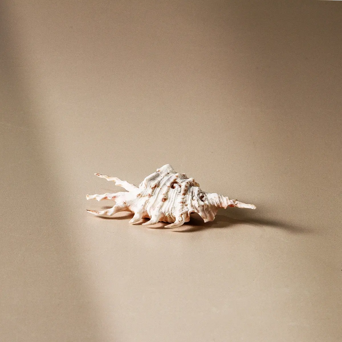 Shell - Lambis Scorpio 12Cm 1