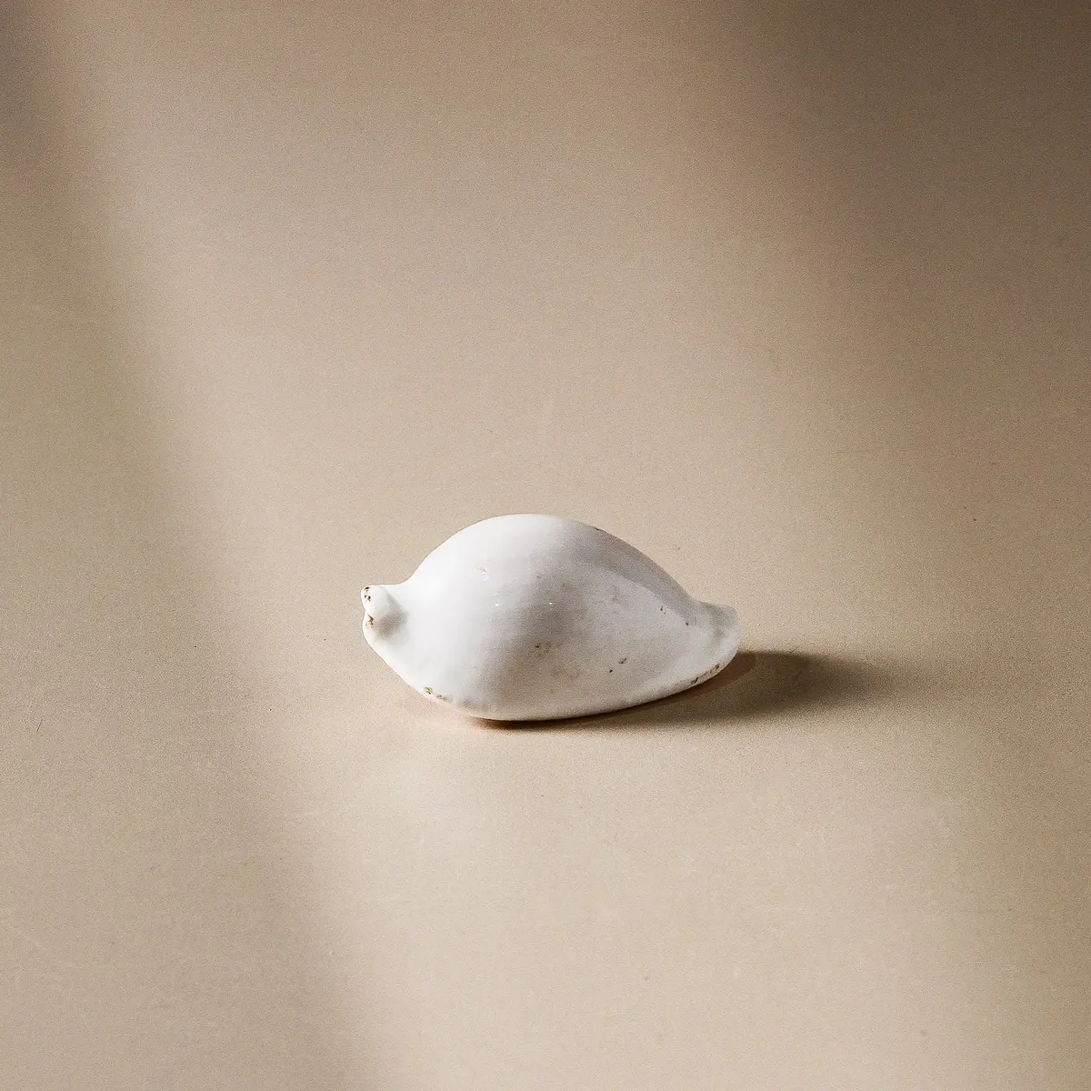 Shell - Ovula Ovum 6Cm 1