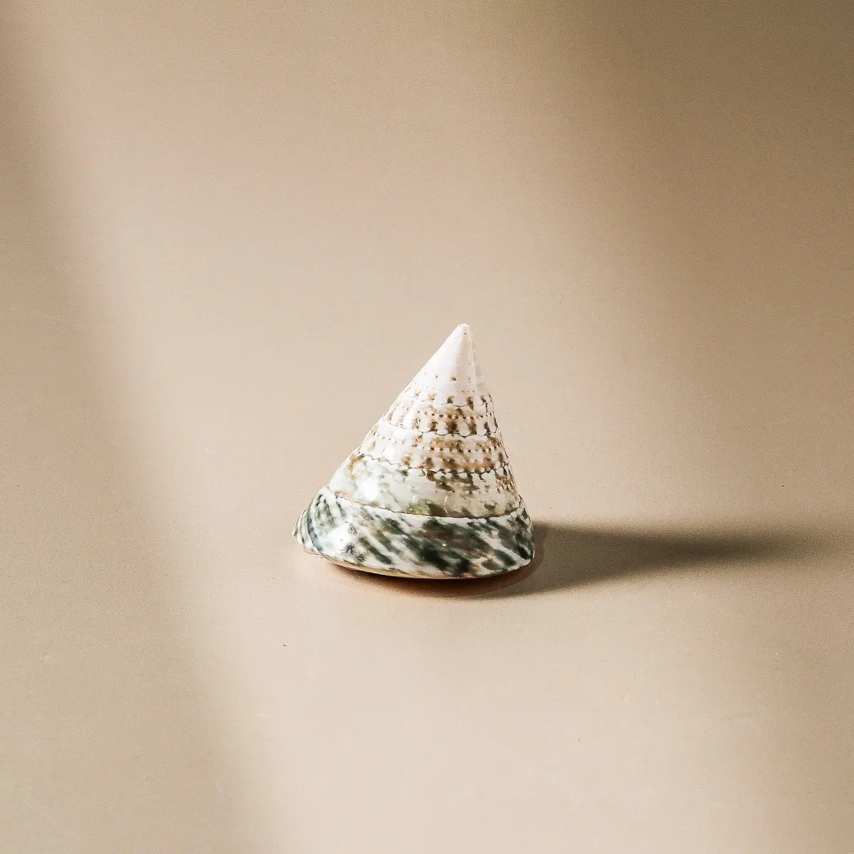 Shell - Tectus Pyramis - 6Cm Green 1