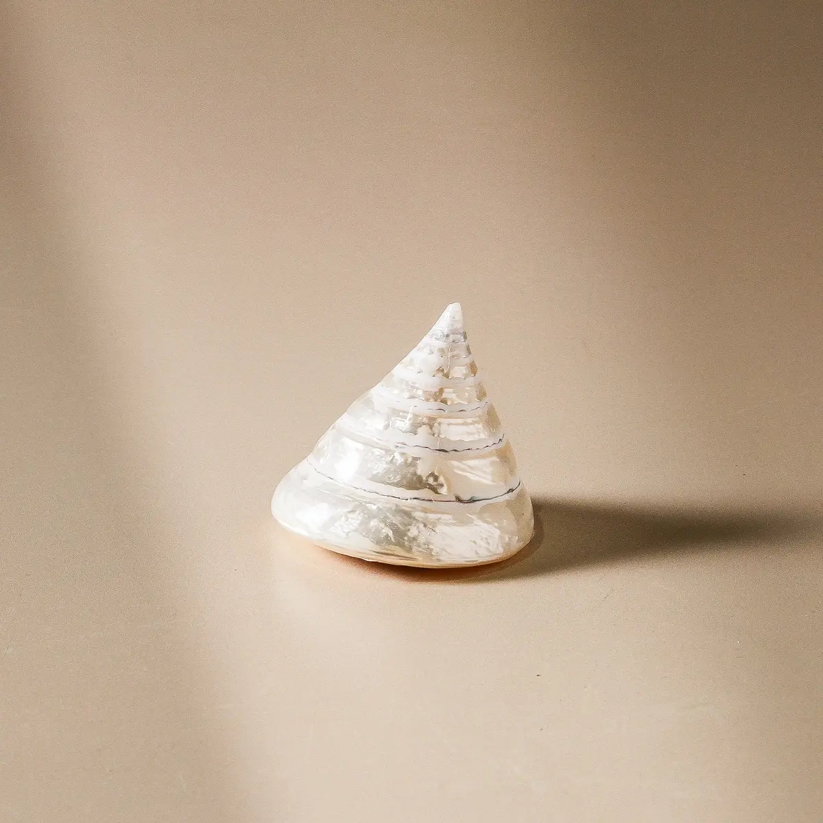 Shell - Tectus Pyramis - 6Cm Pearlised 1