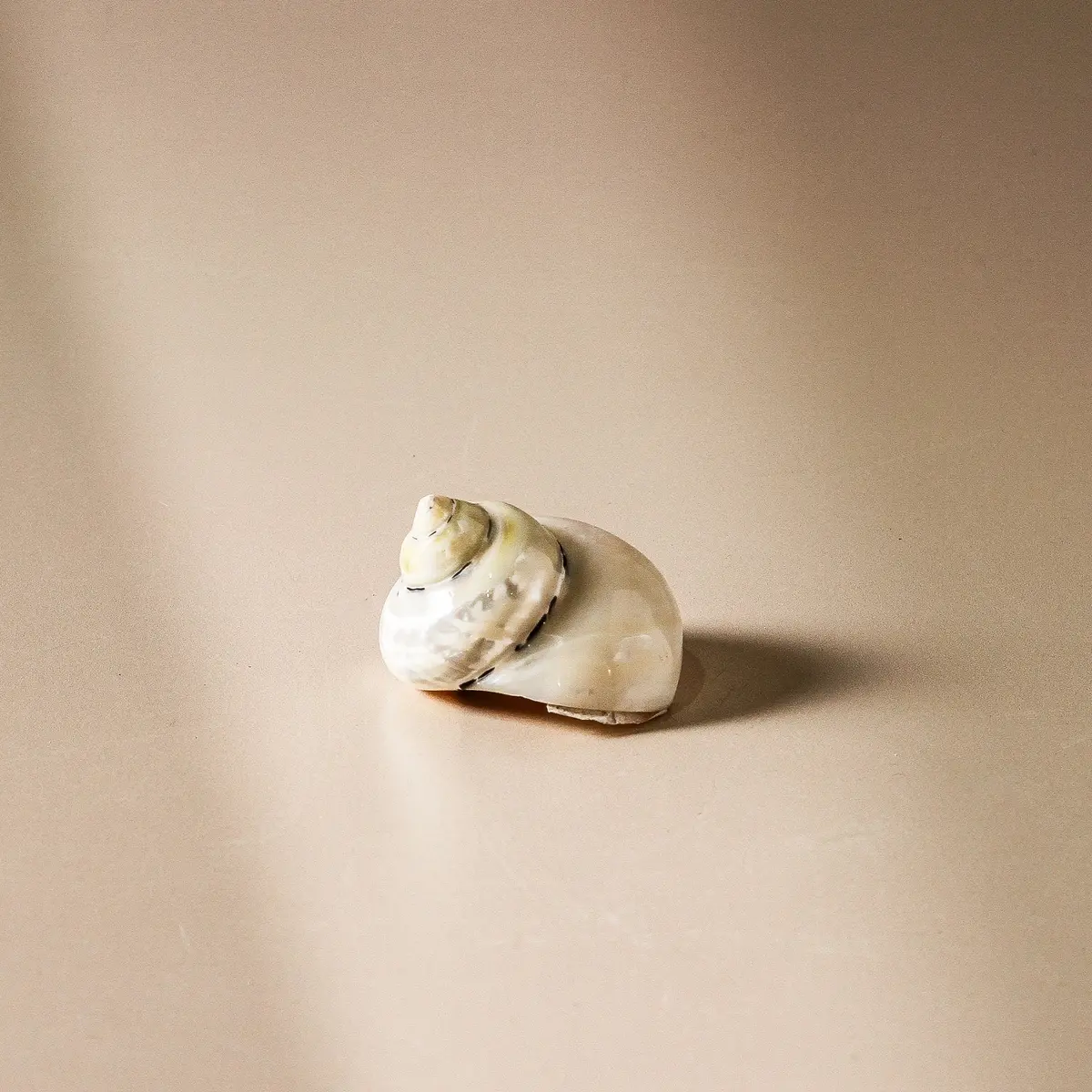 Shell - Turbo Pica - Pearlised 6Cm 1