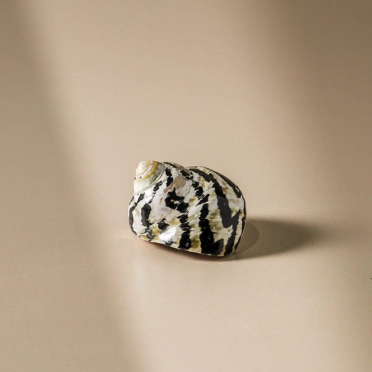 Shell - Turbo Pica - Polished 7Cm 1
