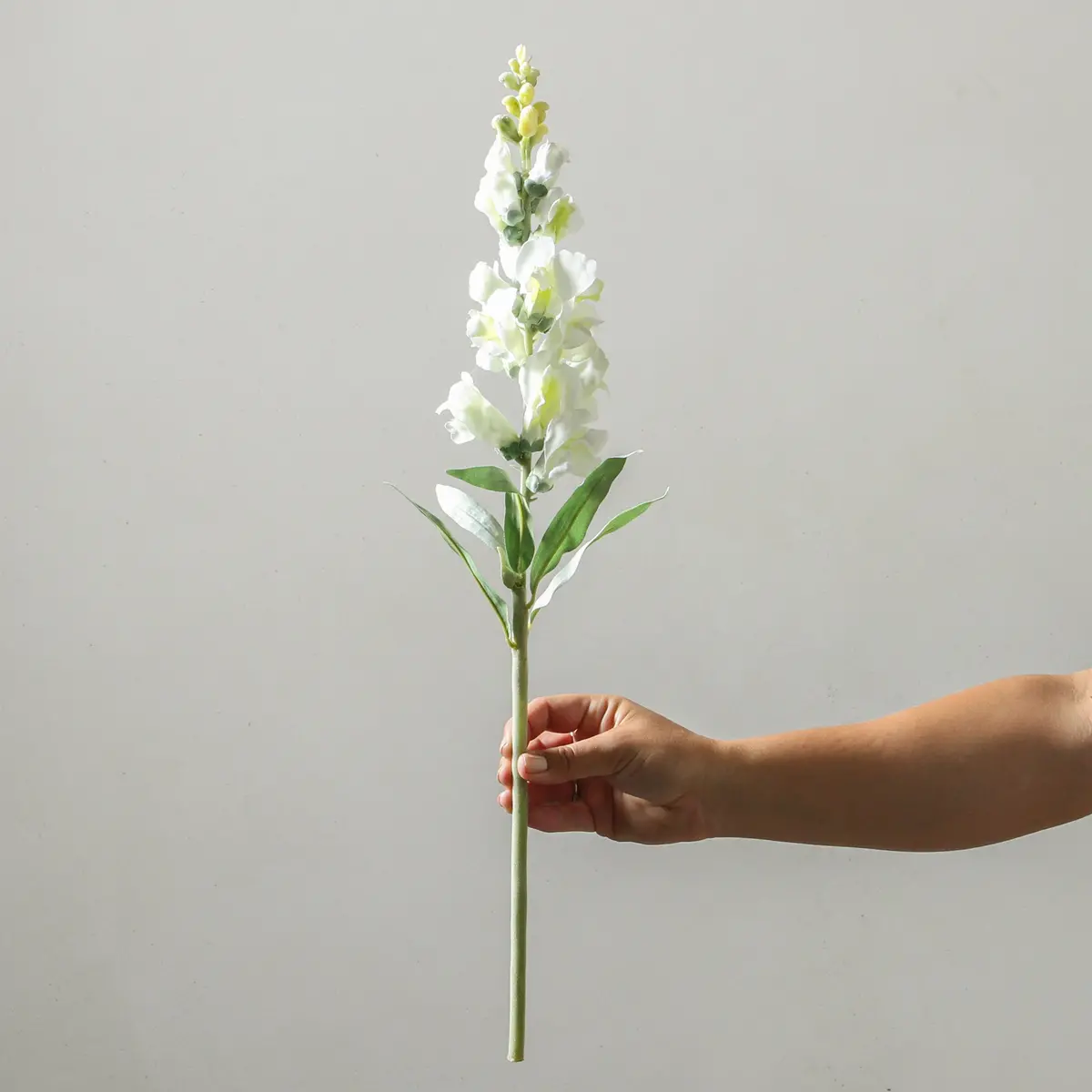 Snapdragon 60Cm White 1