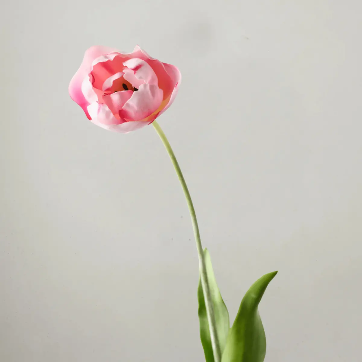 Tulip Hybrid - Pink 71Cm 1