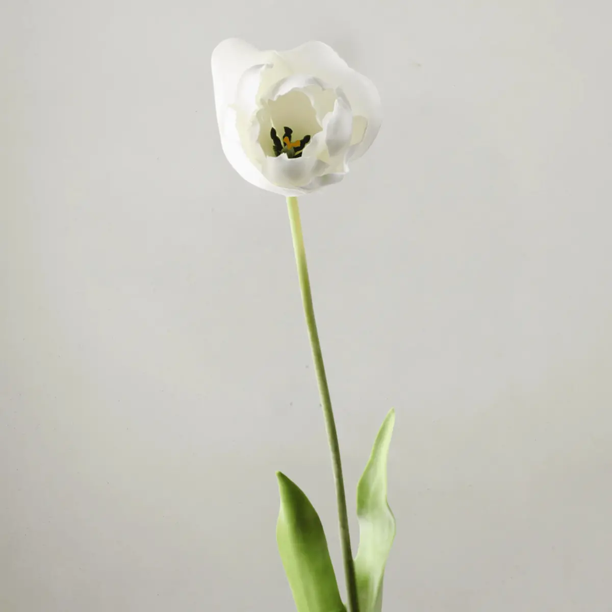 Tulip Hybrid - White 71Cm 1